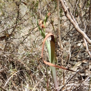 Calochilus platychilus at Cook, ACT - 10 Nov 2018