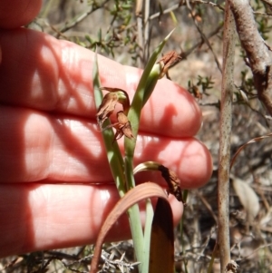 Calochilus platychilus at Cook, ACT - 10 Nov 2018