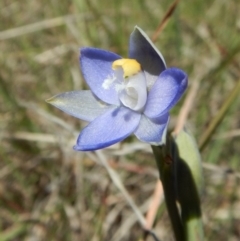 Thelymitra pauciflora (Slender Sun Orchid) at Mount Painter - 11 Nov 2018 by CathB