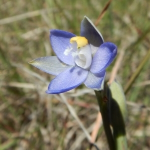 Thelymitra pauciflora at Cook, ACT - suppressed