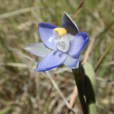 Thelymitra pauciflora (Slender Sun Orchid) at Cook, ACT - 11 Nov 2018 by CathB