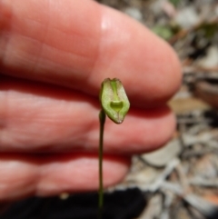 Caleana minor (Small Duck Orchid) at Aranda Bushland - 12 Nov 2018 by CathB