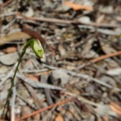 Caleana minor at Dunlop, ACT - 12 Nov 2018