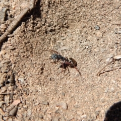 Camponotus suffusus at Cook, ACT - 11 Nov 2018 12:13 PM