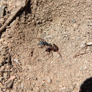 Camponotus suffusus at Cook, ACT - 11 Nov 2018 12:13 PM