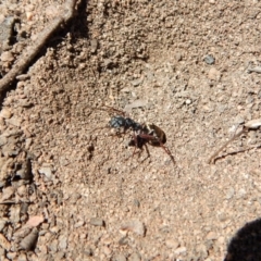 Camponotus suffusus at Cook, ACT - 11 Nov 2018