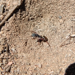 Camponotus suffusus at Cook, ACT - 11 Nov 2018