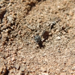 Camponotus suffusus at Cook, ACT - 11 Nov 2018 12:13 PM