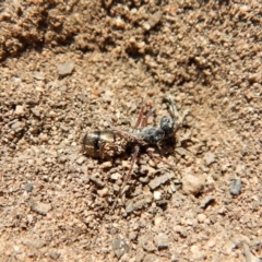 Camponotus suffusus at Cook, ACT - 11 Nov 2018 12:13 PM