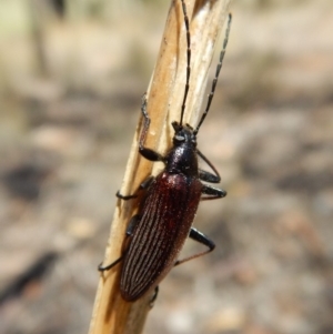 Homotrysis cisteloides at Cook, ACT - 11 Nov 2018