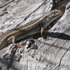 Liopholis whitii (White's Skink) at Namadgi National Park - 11 Nov 2018 by SWishart