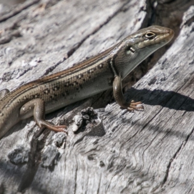 Liopholis whitii (White's Skink) at Tharwa, ACT - 11 Nov 2018 by SWishart