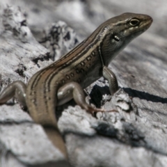 Liopholis whitii at Tharwa, ACT - 11 Nov 2018 11:05 AM