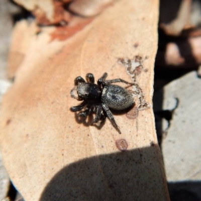 Salticidae sp. 'Golden palps' (Unidentified jumping spider) at Cook, ACT - 11 Nov 2018 by CathB