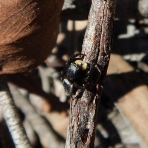 Salticidae sp. 'Golden palps' at Cook, ACT - 11 Nov 2018