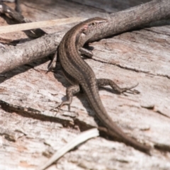 Lampropholis guichenoti (Common Garden Skink) at Namadgi National Park - 11 Nov 2018 by SWishart