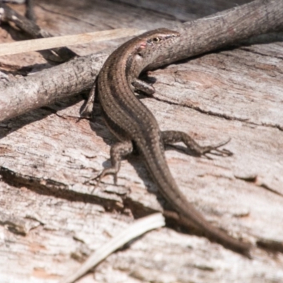 Lampropholis guichenoti (Common Garden Skink) at Namadgi National Park - 11 Nov 2018 by SWishart