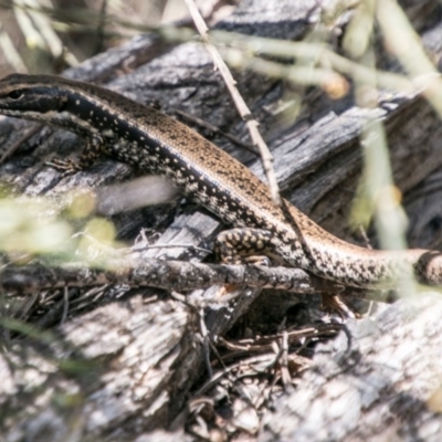 Eulamprus heatwolei (Yellow-bellied Water Skink) at Tharwa, ACT - 11 Nov 2018 by SWishart