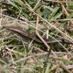 Acritoscincus duperreyi (Eastern Three-lined Skink) at Namadgi National Park - 11 Nov 2018 by SWishart