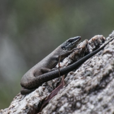 Egernia saxatilis (Black Rock Skink) at Namadgi National Park - 11 Nov 2018 by SWishart