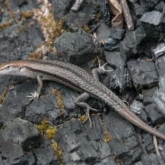 Lampropholis guichenoti (Common Garden Skink) at Namadgi National Park - 11 Nov 2018 by SWishart