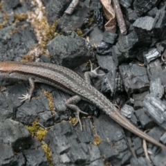 Lampropholis guichenoti at Tharwa, ACT - 11 Nov 2018 02:16 PM