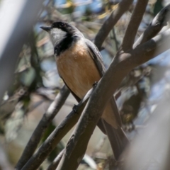 Pachycephala rufiventris (Rufous Whistler) at Tharwa, ACT - 11 Nov 2018 by SWishart