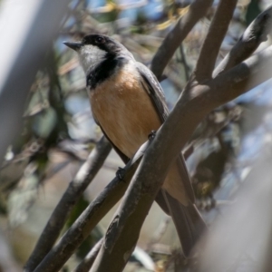 Pachycephala rufiventris at Tharwa, ACT - 11 Nov 2018