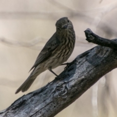 Pachycephala rufiventris at Tharwa, ACT - 11 Nov 2018 12:26 PM