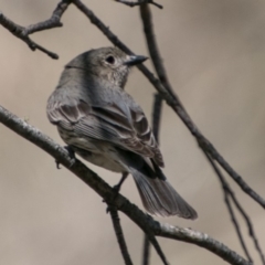 Pachycephala rufiventris at Tharwa, ACT - 11 Nov 2018 12:26 PM