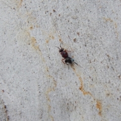 Chalcididae (family) (Unidentified chalcid wasp) at Cook, ACT - 9 Nov 2018 by CathB