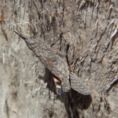 Coryphistes ruricola (Bark-mimicking Grasshopper) at Point 3852 - 12 Nov 2018 by CathB