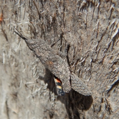 Coryphistes ruricola (Bark-mimicking Grasshopper) at Aranda Bushland - 12 Nov 2018 by CathB