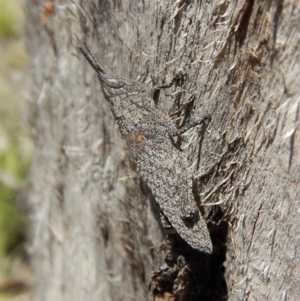 Coryphistes ruricola at Dunlop, ACT - 12 Nov 2018