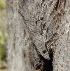 Coryphistes ruricola at Dunlop, ACT - 12 Nov 2018