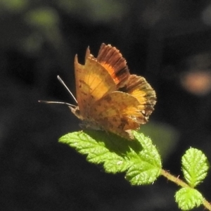 Paralucia aurifera at Cotter River, ACT - 12 Nov 2018