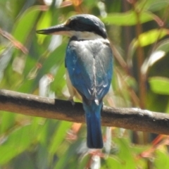 Todiramphus sanctus (Sacred Kingfisher) at Cotter River, ACT - 12 Nov 2018 by JohnBundock