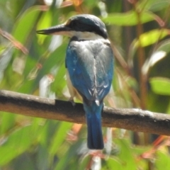 Todiramphus sanctus (Sacred Kingfisher) at Lower Cotter Catchment - 11 Nov 2018 by JohnBundock