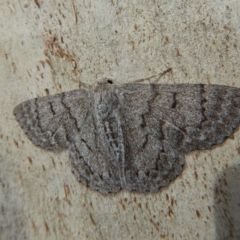 Crypsiphona ocultaria (Red-lined Looper Moth) at Cook, ACT - 9 Nov 2018 by CathB