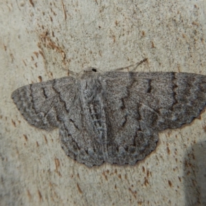 Crypsiphona ocultaria at Cook, ACT - 9 Nov 2018 03:12 PM