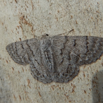 Crypsiphona ocultaria (Red-lined Looper Moth) at Cook, ACT - 9 Nov 2018 by CathB