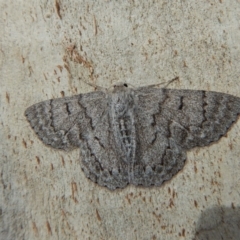 Crypsiphona ocultaria at Cook, ACT - 9 Nov 2018 03:12 PM