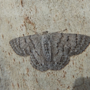 Crypsiphona ocultaria at Cook, ACT - 9 Nov 2018