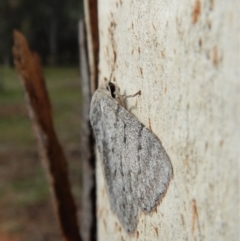 Crypsiphona ocultaria at Cook, ACT - 9 Nov 2018 03:12 PM