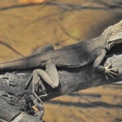 Intellagama lesueurii howittii (Gippsland Water Dragon) at Cotter River, ACT - 12 Nov 2018 by JohnBundock