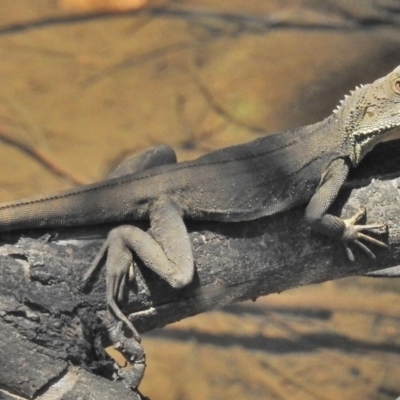 Intellagama lesueurii howittii (Gippsland Water Dragon) at Cotter River, ACT - 12 Nov 2018 by JohnBundock