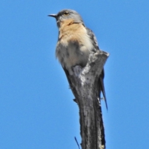 Cacomantis flabelliformis at Uriarra, NSW - 12 Nov 2018