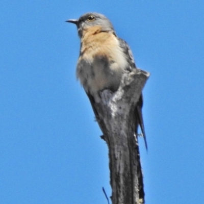 Cacomantis flabelliformis (Fan-tailed Cuckoo) at Brindabella National Park - 12 Nov 2018 by JohnBundock