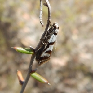 Philobota impletella Group at Cook, ACT - 11 Nov 2018 12:32 PM