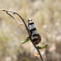 Philobota impletella Group at Cook, ACT - 11 Nov 2018 12:32 PM